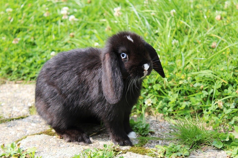 hoe-maak-je-een-konijn-zindelijk-860376.jpg?v=1702401149