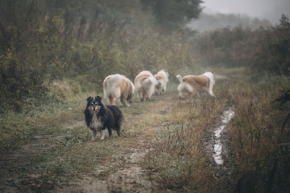 hoe-zorg-ik-dat-mijn-hond-komt-als-ik-roep-200664.jpg?v=1702401121