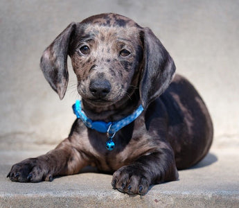 10 meest gestelde vragen over pups - Huisdierplezier