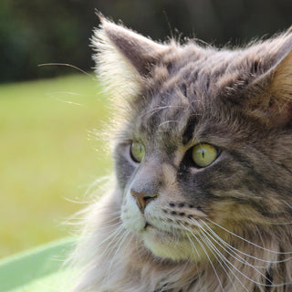 Aanhankelijke en knuffelbare kattenrassen - Huisdierplezier