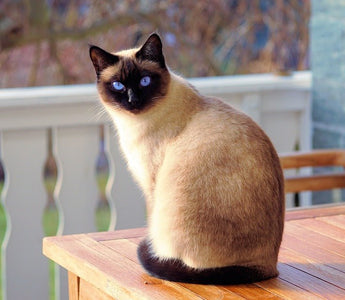 Alles over het kattenras de Siamees - Huisdierplezier