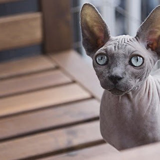 Alles over het kattenras de Sphynx oftewel de naaktkat - Huisdierplezier