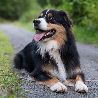 De Australian Shepherd - Huisdierplezier