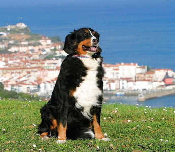 De Berner Sennenhond - Huisdierplezier