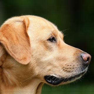 De beste Labrador hondenmand - Huisdierplezier