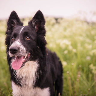 De Bordercollie - Huisdierplezier