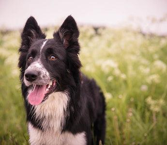 De Bordercollie - Huisdierplezier