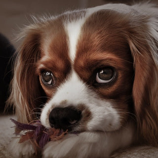 De Cavalier King Charles Spaniël - Huisdierplezier