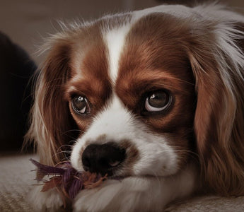 De Cavalier King Charles Spaniël - Huisdierplezier