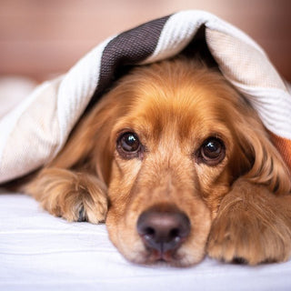 De Engelse Cocker Spaniel - Huisdierplezier