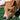 De Jack Russel - Huisdierplezier