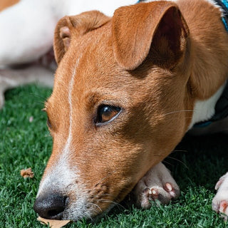 De Jack Russel - Huisdierplezier