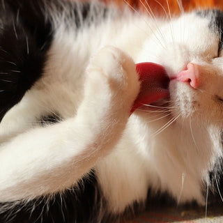 De kattenvacht is de spiegel van de gezondheid - Huisdierplezier