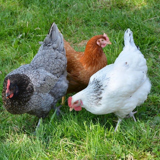De Kip met de gouden eieren - Huisdierplezier
