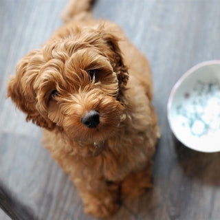 De Labradoodle - Huisdierplezier