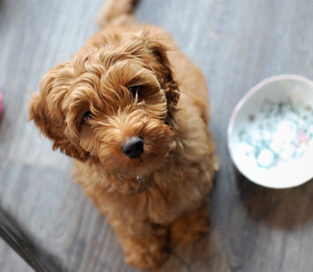 De Labradoodle - Huisdierplezier