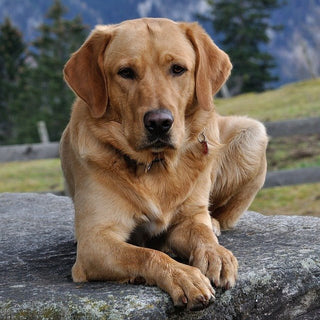 De Labrador - Huisdierplezier