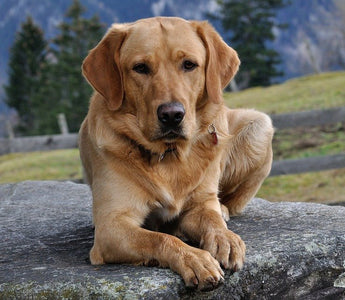 De Labrador - Huisdierplezier