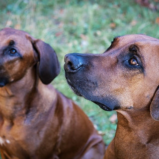 De Rhodesian Ridgeback - Huisdierplezier