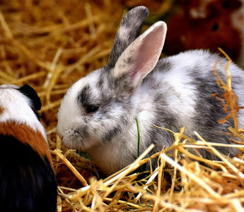 Een konijn en een cavia samen? - Huisdierplezier