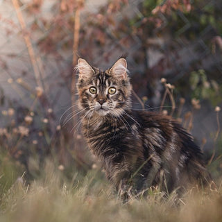 Een verstopplek voor de kat - Huisdierplezier