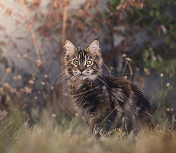 Een verstopplek voor de kat - Huisdierplezier