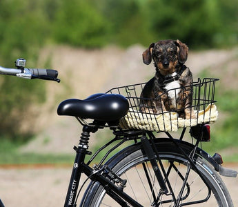 Fietsen met de hond - Huisdierplezier