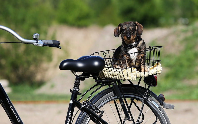 Fietsen met de hond - Huisdierplezier