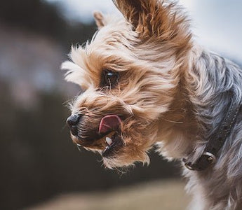 Gezonde hondensnacks voor jouw hond? - Huisdierplezier