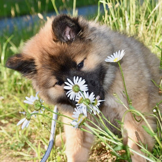 Giftige planten voor honden - Huisdierplezier