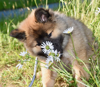 Giftige planten voor honden - Huisdierplezier