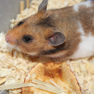 Hamsterkooi met buizen of hamsterkooi zonder buizen? - Huisdierplezier