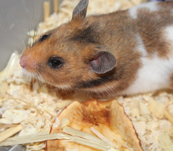 Hamsterkooi met buizen of hamsterkooi zonder buizen? - Huisdierplezier