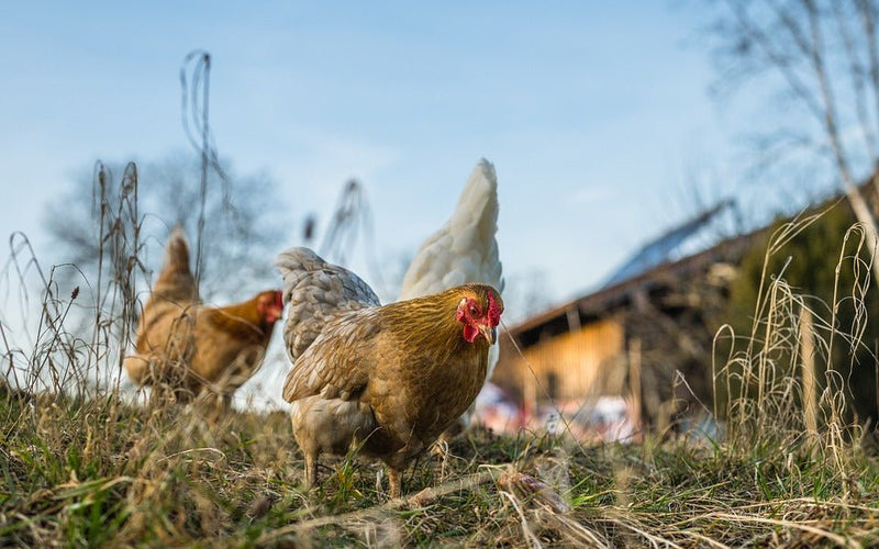 Hoe groot moet een kippenverblijf zijn? - Huisdierplezier