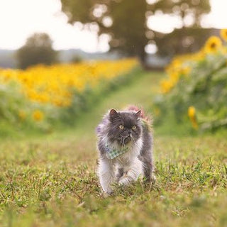 Hoe houd ik mijn kat in de tuin? - Huisdierplezier