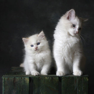 Hoe leer je het gebruik van de kattenbak aan bij de kat? - Huisdierplezier