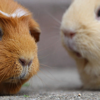 Hoe verzorg je een cavia? - Huisdierplezier