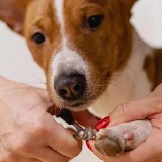 Hoe verzorg je een hond? - Huisdierplezier