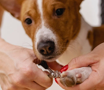 Hoe verzorg je een hond? - Huisdierplezier