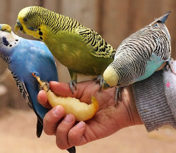 Hoe verzorg je een vogel? - Huisdierplezier