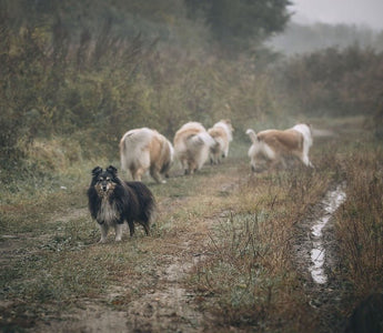 Hoe zorg ik dat mijn hond komt als ik roep? - Huisdierplezier