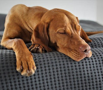 Hond afleren op de bank te springen - Huisdierplezier