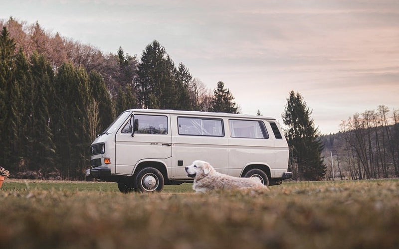 Hond in de auto vervoeren? - Huisdierplezier