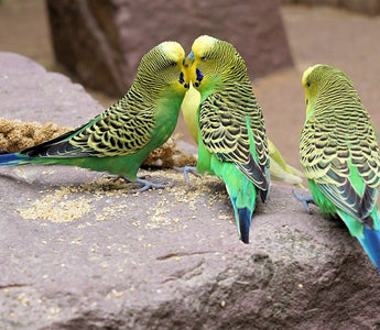 Is het slim om een maatje te plaatsen bij mijn vogel? - Huisdierplezier