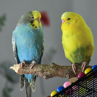 Leer je vogels leuke trucjes! - Huisdierplezier