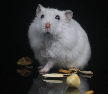 Leuke hamster weetjes! - Huisdierplezier