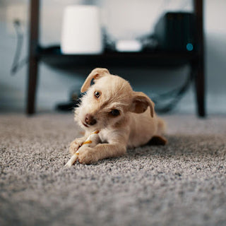 Gezonde en veilige kauwsnacks voor pups - Huisdierplezier