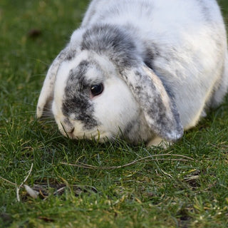 Mijn konijn is te dik! - Huisdierplezier