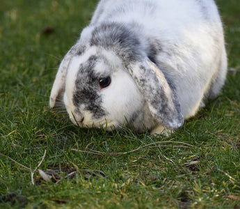 Mijn konijn is te dik! - Huisdierplezier