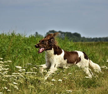 Mooie losloopgebieden voor honden in Nederland - Huisdierplezier